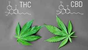 CBD and THC