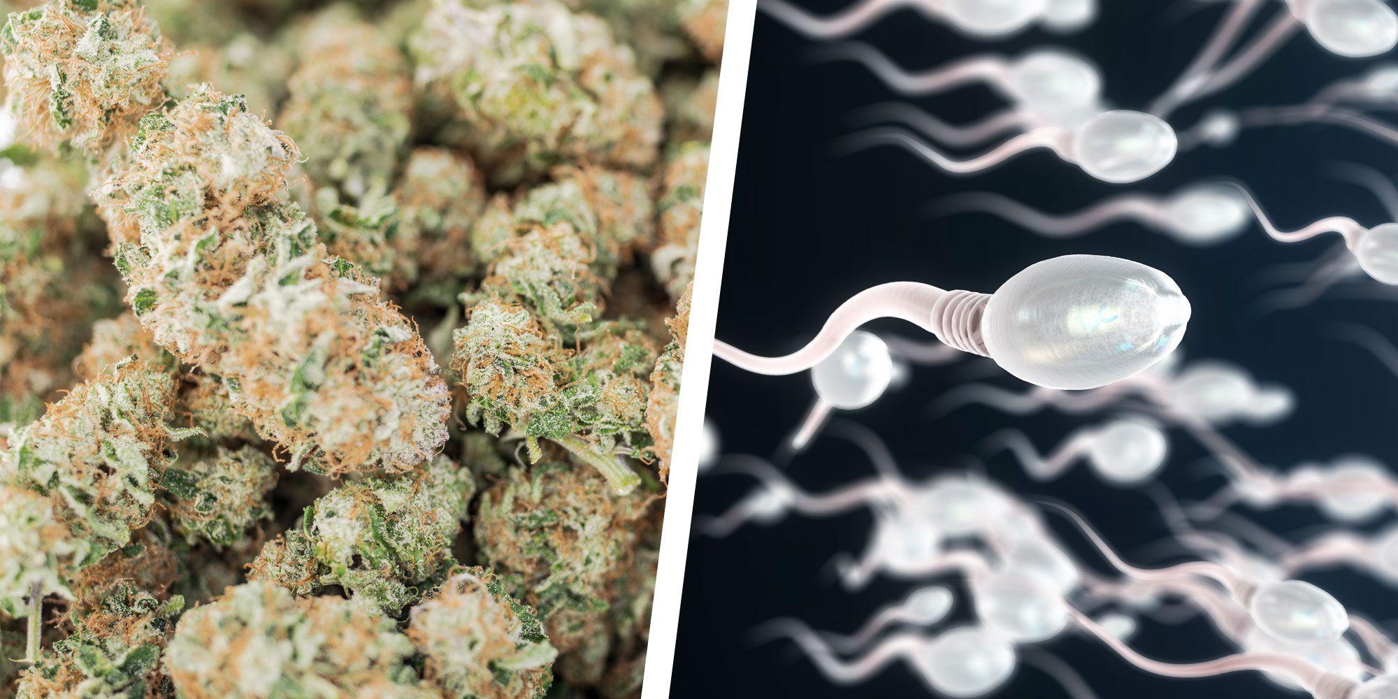Cannabis Reduce Your Sperm Counts