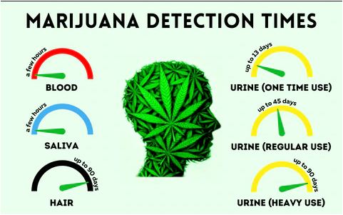 How Long Can Marijuana Stay in Your System?