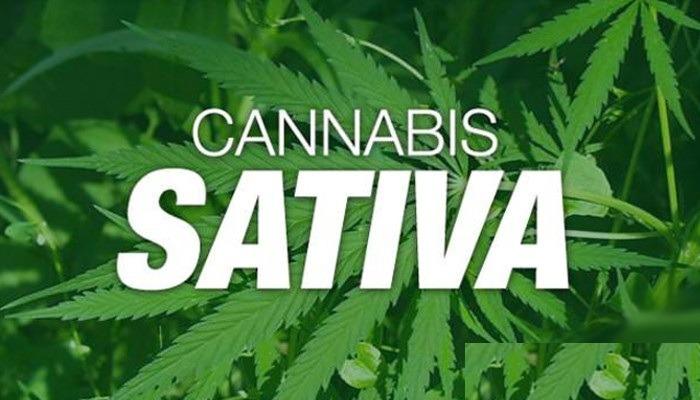 Sativa Strains