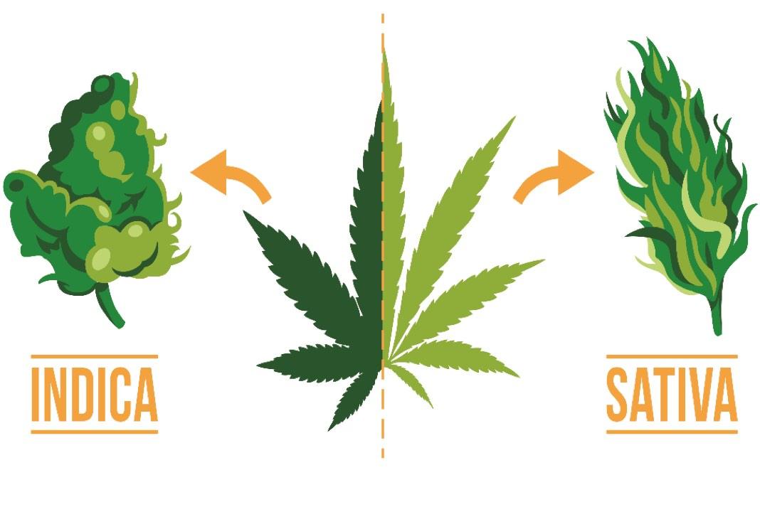 Indica vs. Sativa